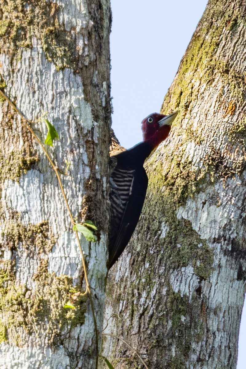 Pale-billed Woodpecker - Mason Flint