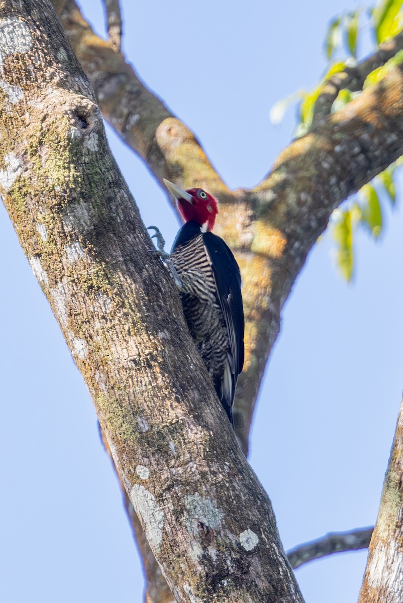 Pale-billed Woodpecker - Mason Flint