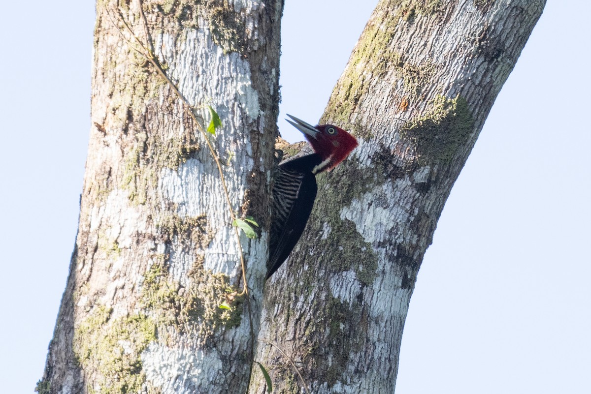 Pale-billed Woodpecker - Mason Flint