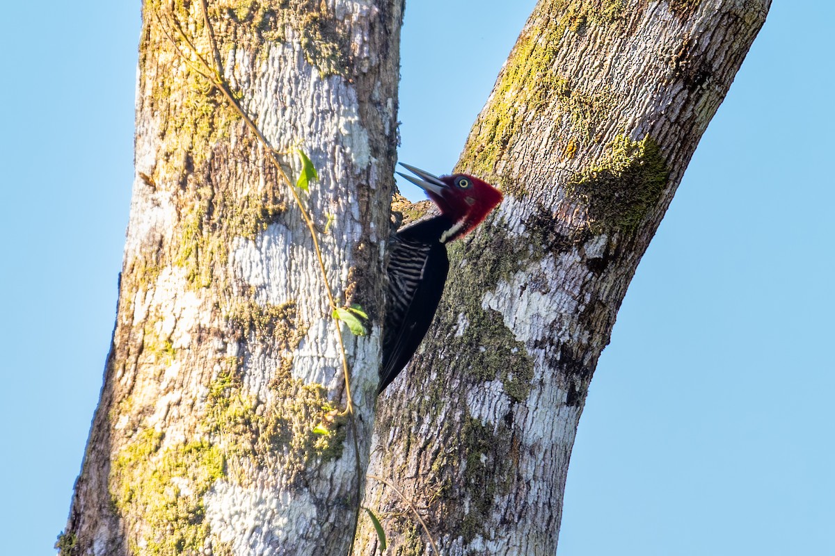 Pale-billed Woodpecker - Mason Flint