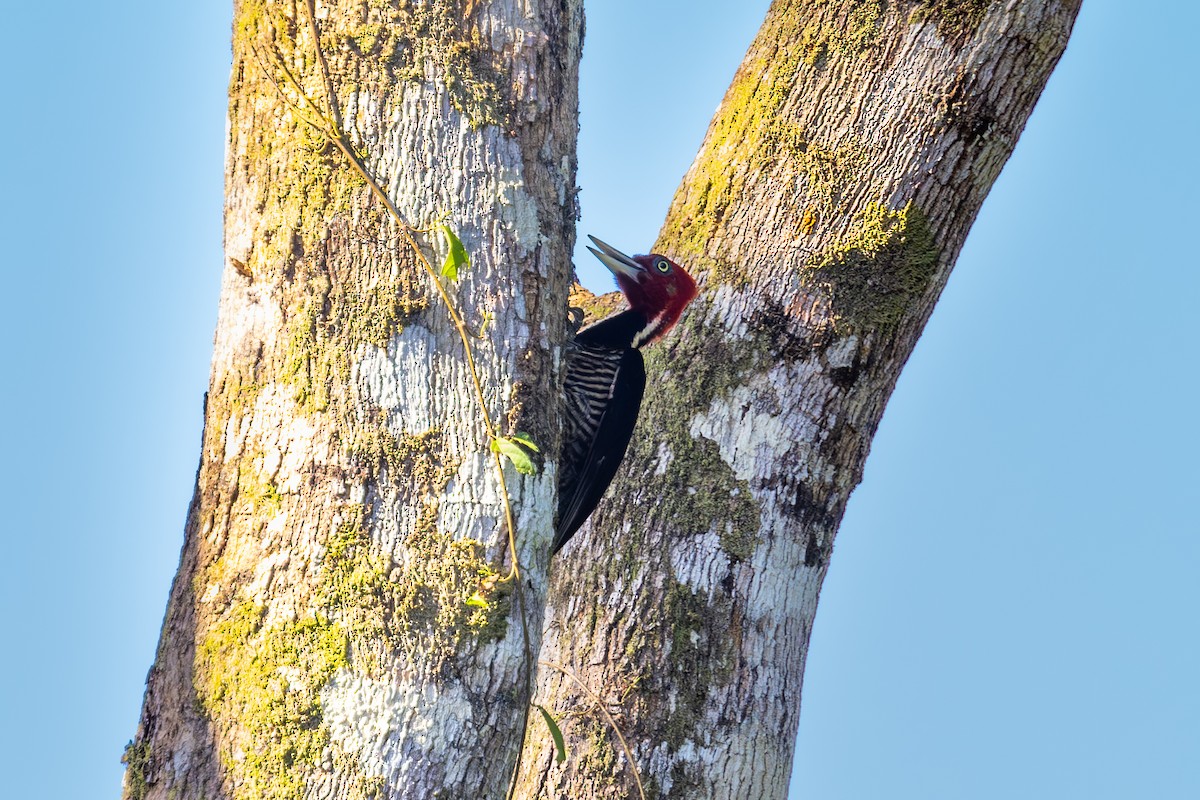 Pale-billed Woodpecker - Mason Flint