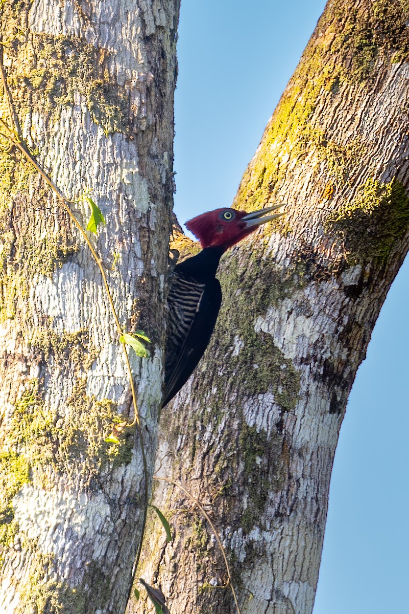 Pale-billed Woodpecker - Mason Flint