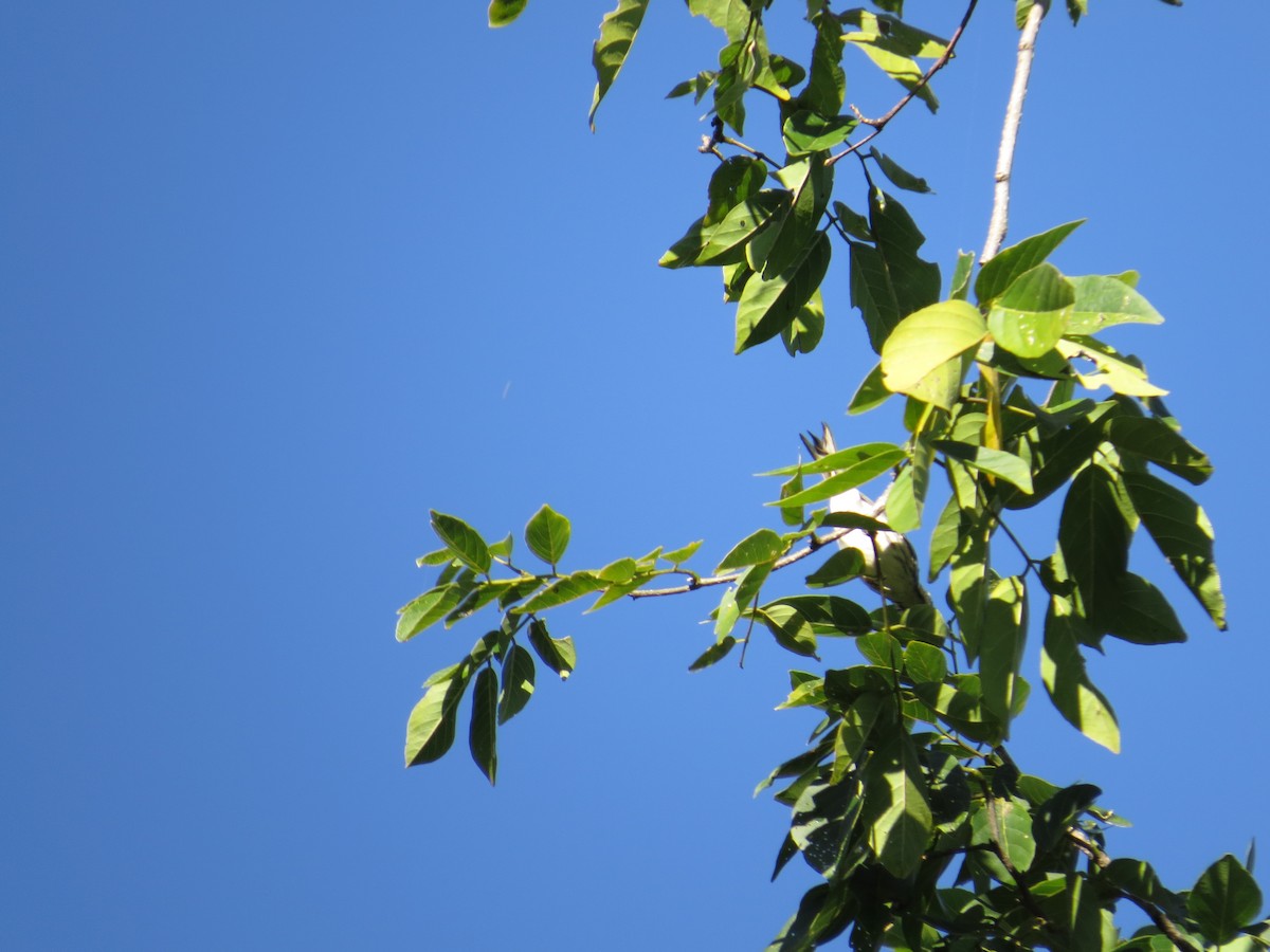 Black-throated Gray Warbler - ML619503819