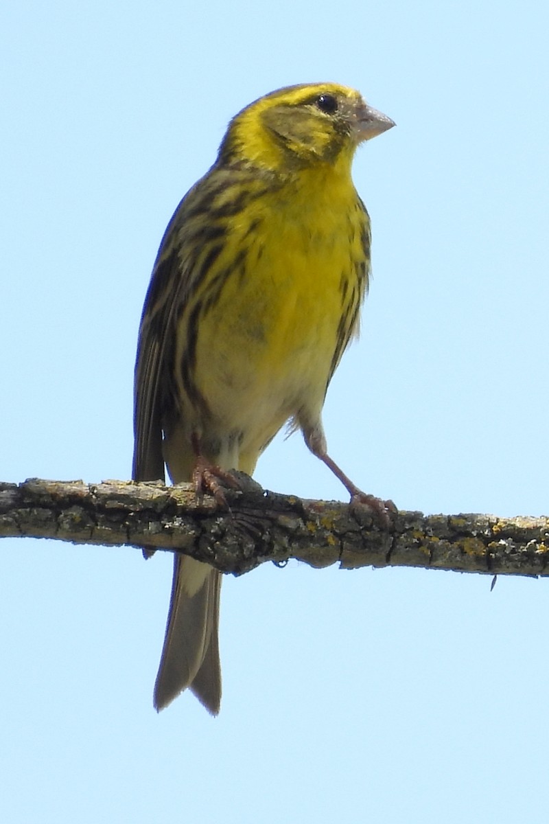 European Serin - Nancy Buis