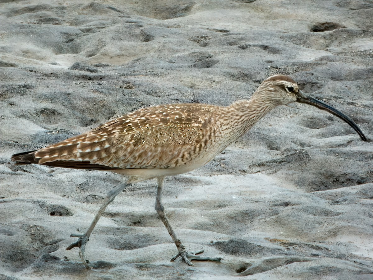 Whimbrel - Dan Tallman