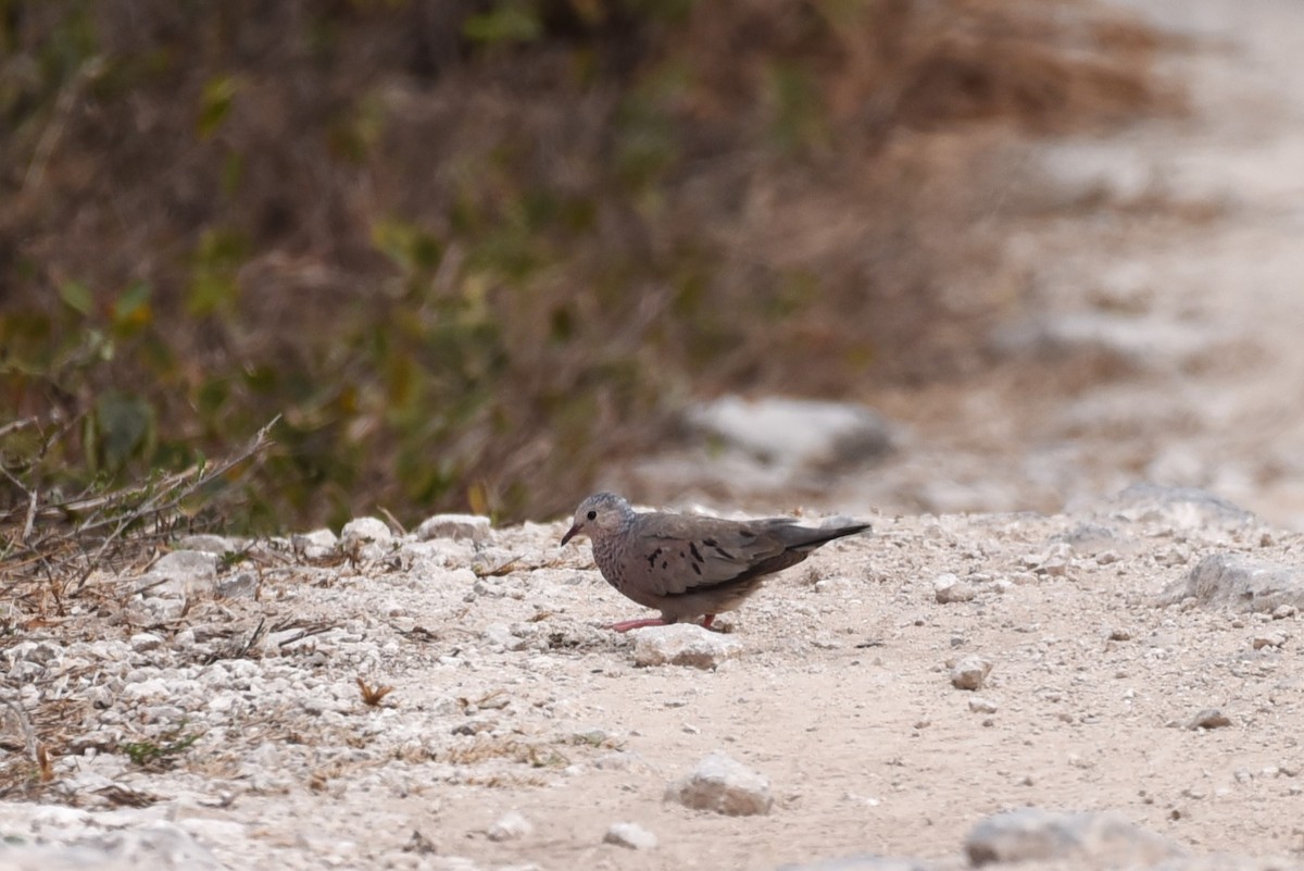 Common Ground Dove - Bruce Mast