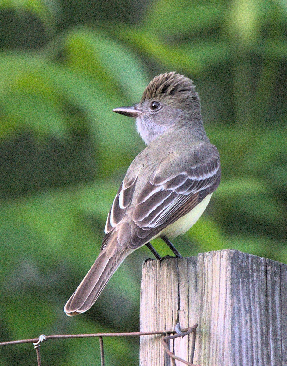 Great Crested Flycatcher - Kerry Loux