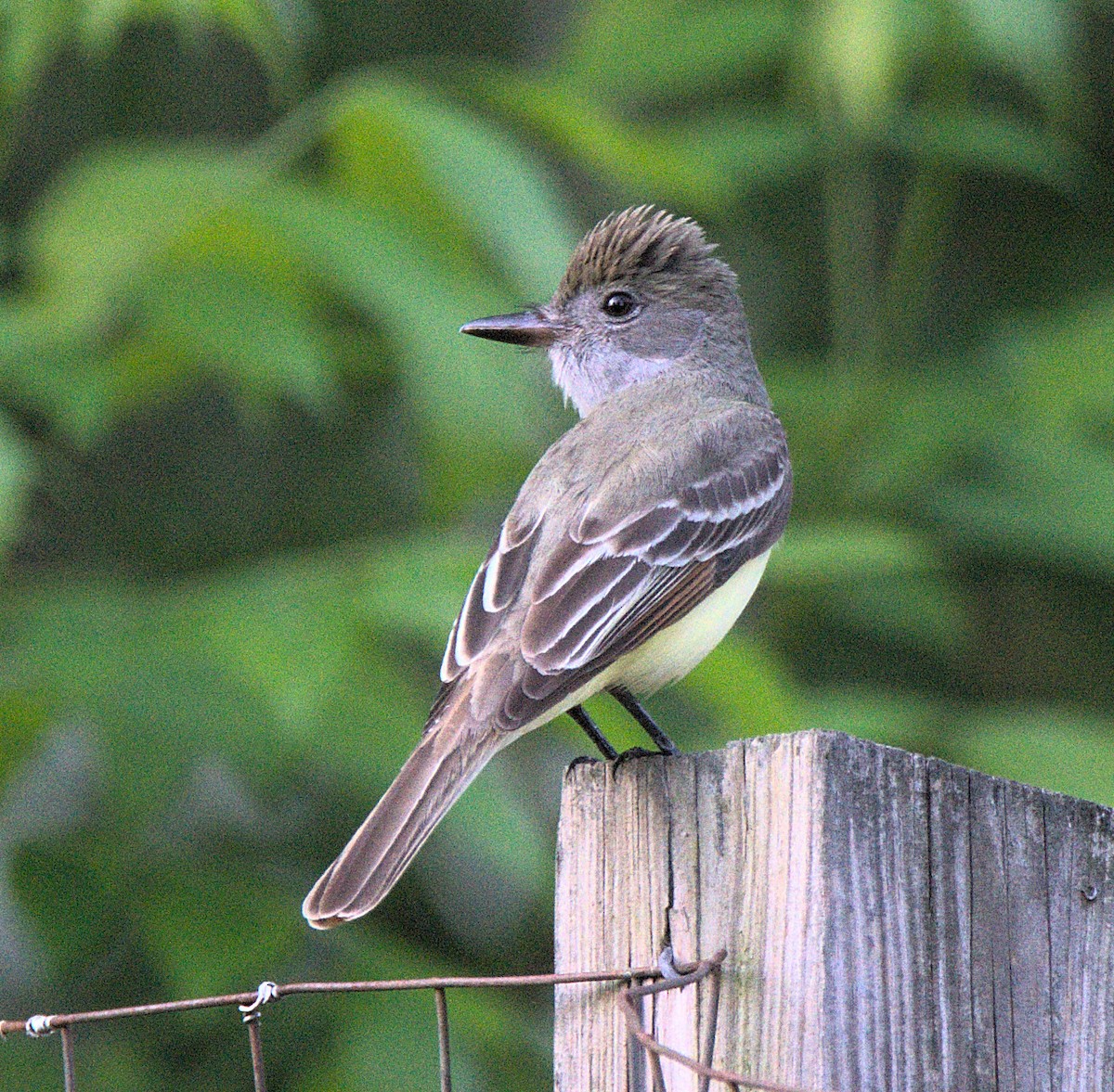 Great Crested Flycatcher - Kerry Loux