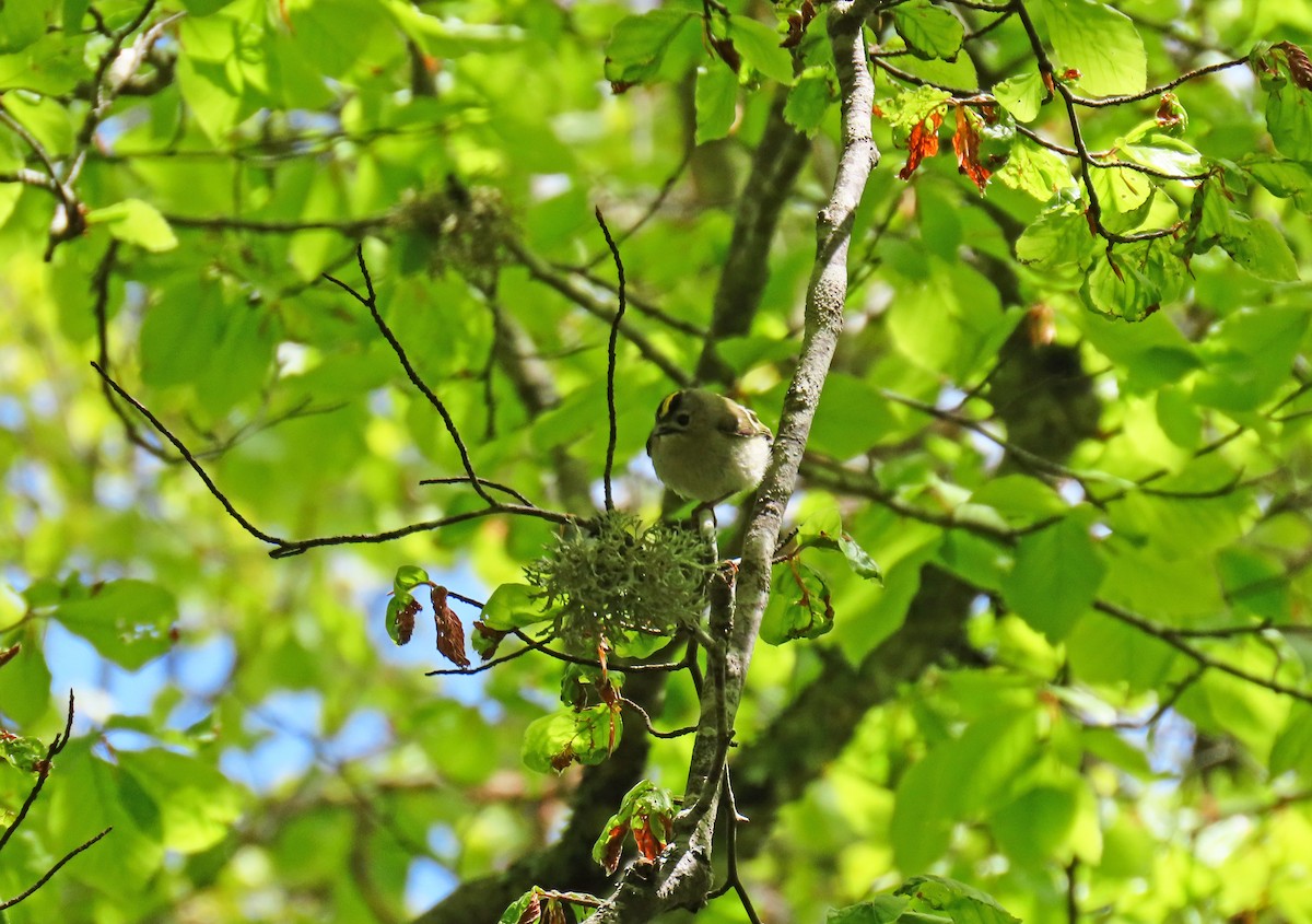 Goldcrest - ML619503843