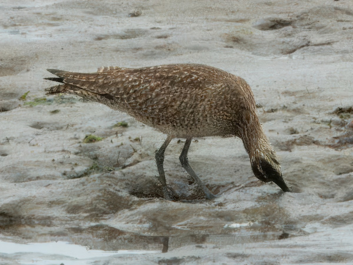 Whimbrel - Dan Tallman