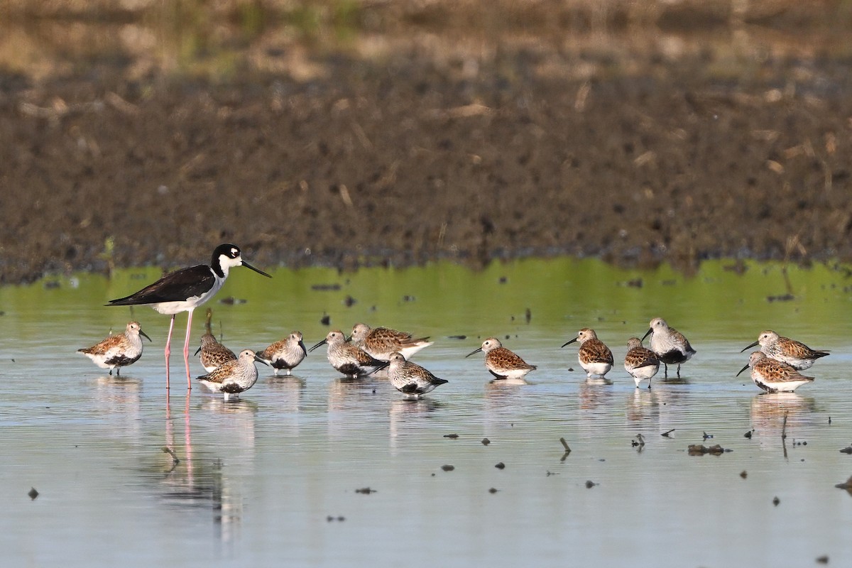 Black-necked Stilt (Black-necked) - ML619503858