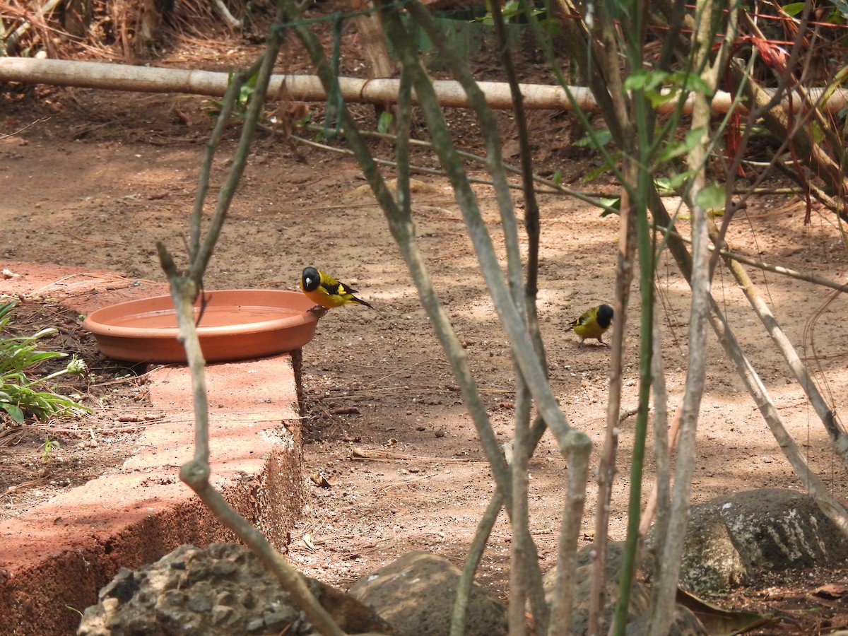 Black-headed Siskin - María Eugenia Paredes Sánchez