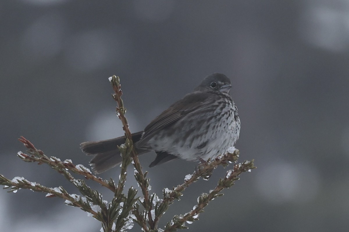 Fox Sparrow - ML619503867