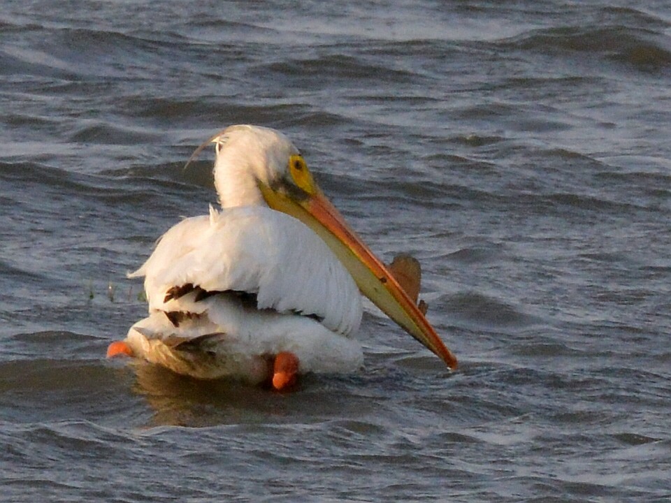 American White Pelican - Bill Elrick