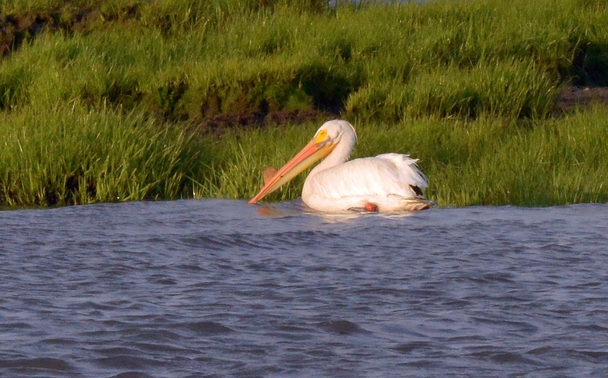 American White Pelican - Bill Elrick