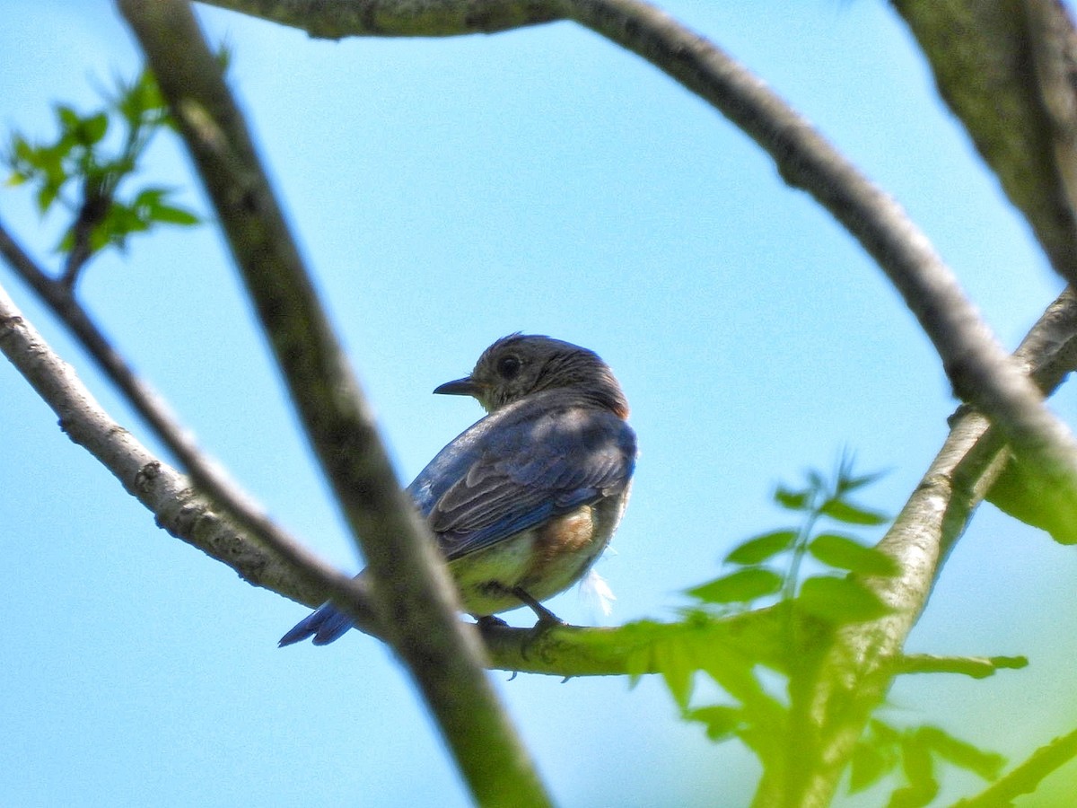 Eastern Bluebird - Gina Turone 🐩