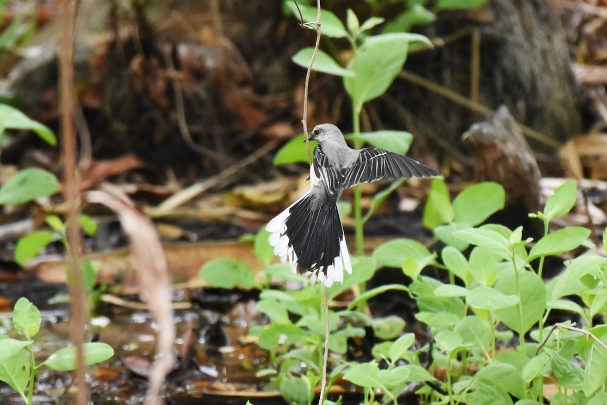 Tropical Mockingbird - Bruce Mast