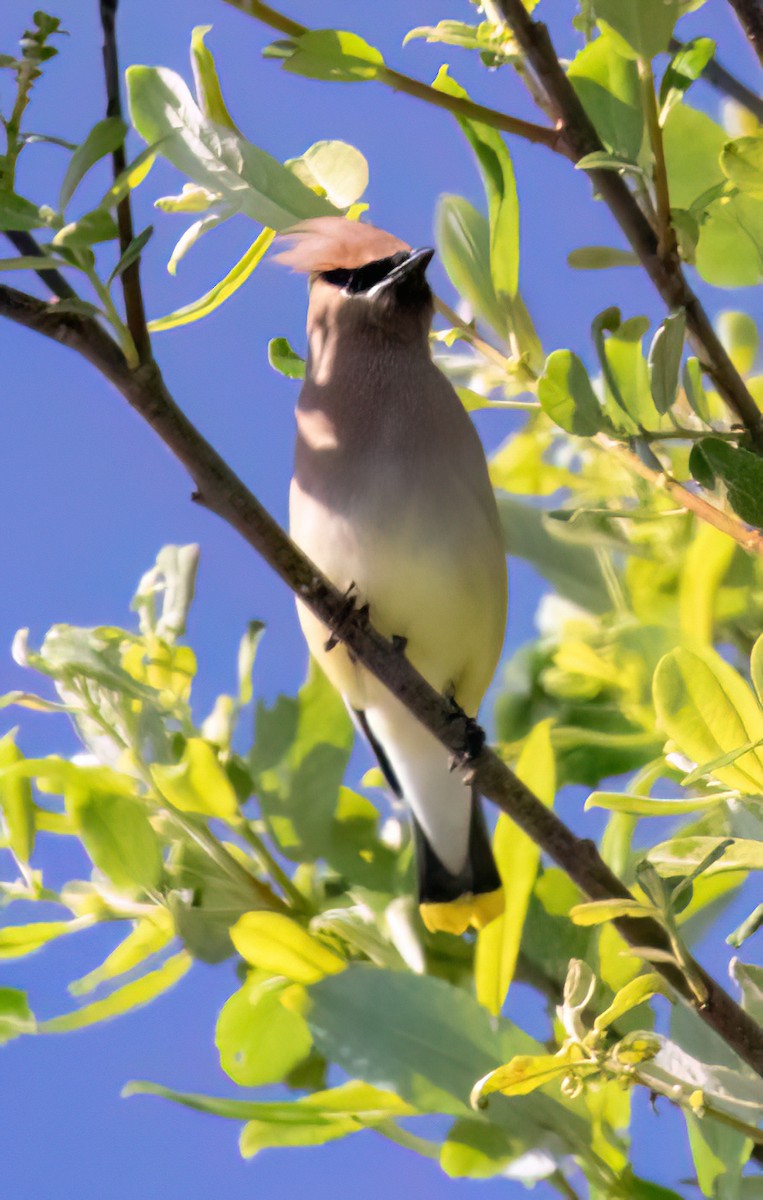 Cedar Waxwing - ML619503879