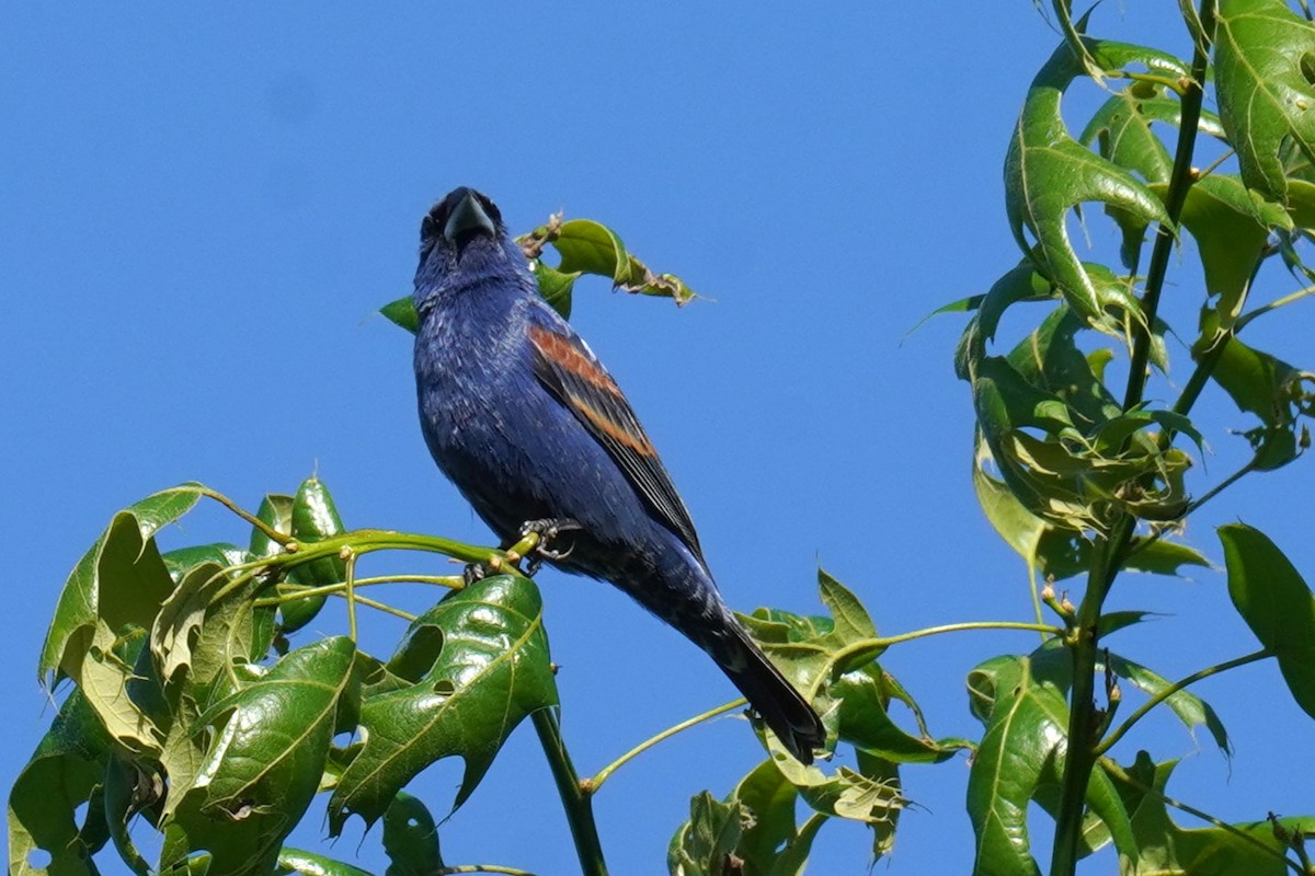 גבתאי כחול - ML619503882