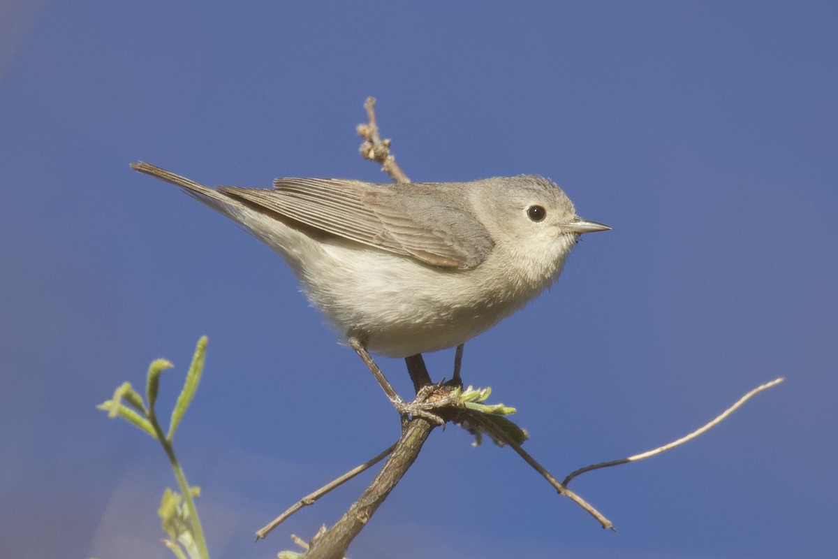 Lucy's Warbler - Robert Snider