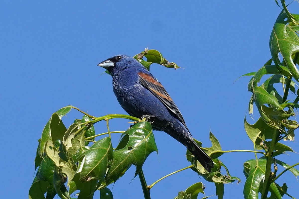 Blue Grosbeak - Michael Gordon