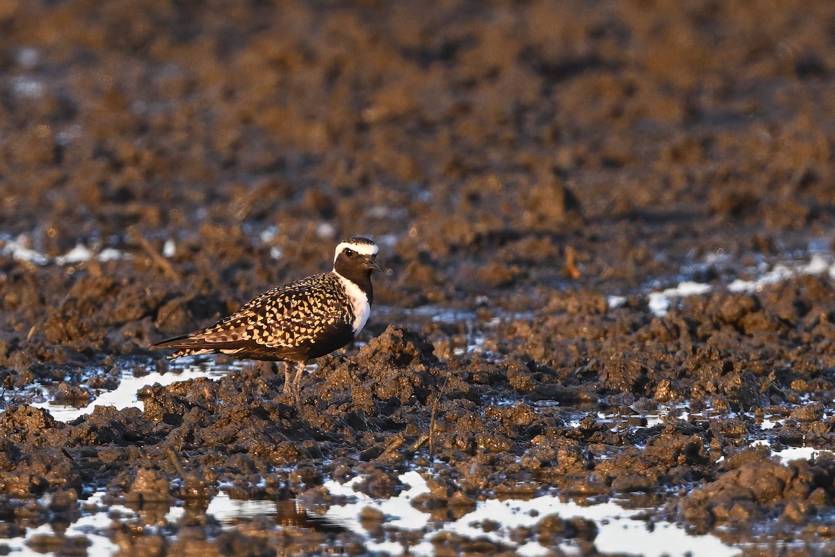 American Golden-Plover - Vern Wilkins 🦉