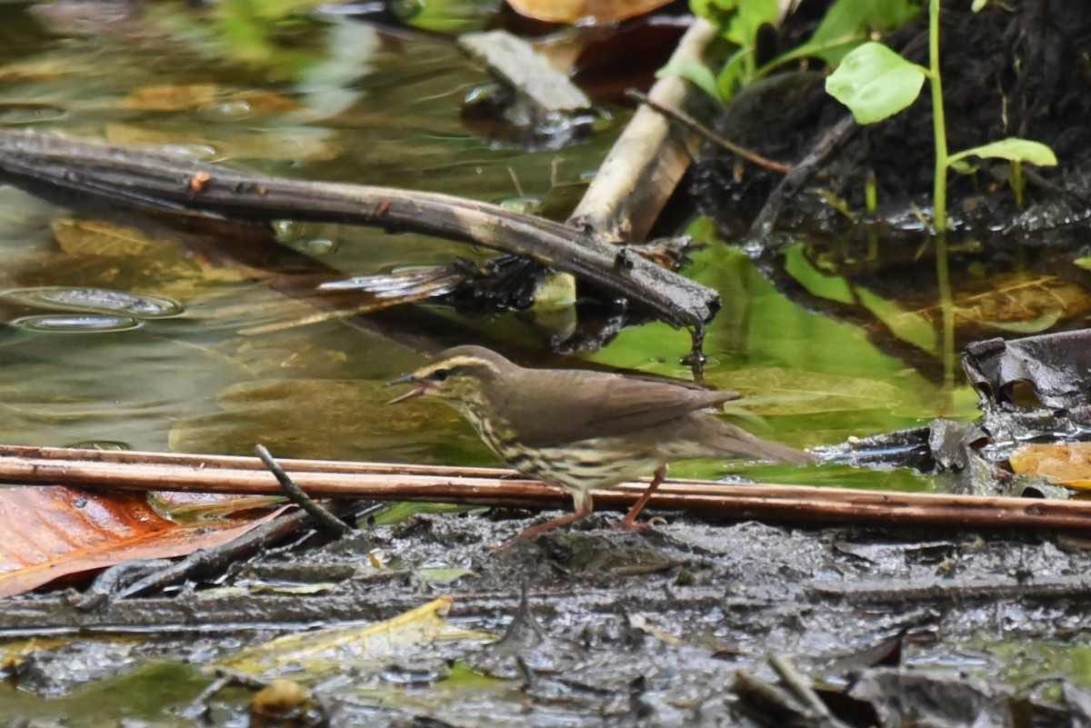 Northern Waterthrush - Bruce Mast