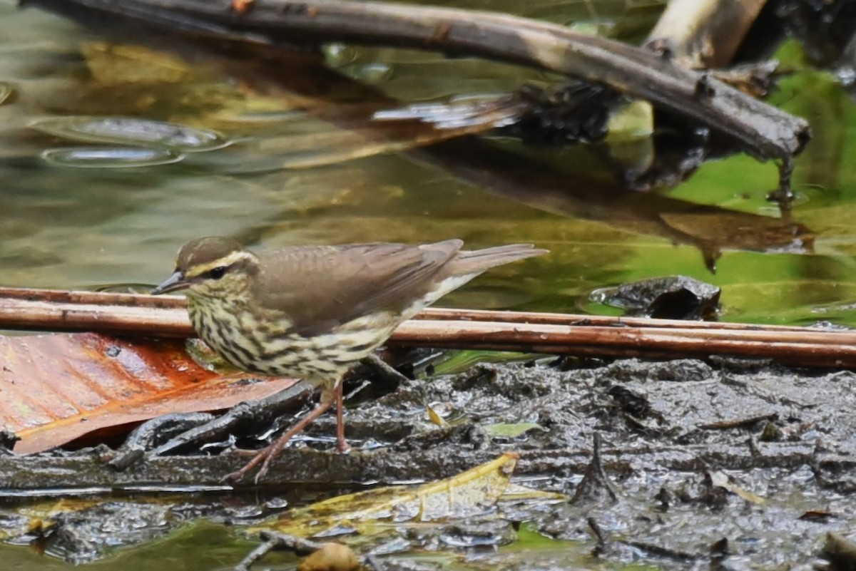 Northern Waterthrush - Bruce Mast