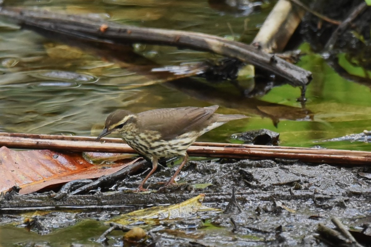 Northern Waterthrush - Bruce Mast