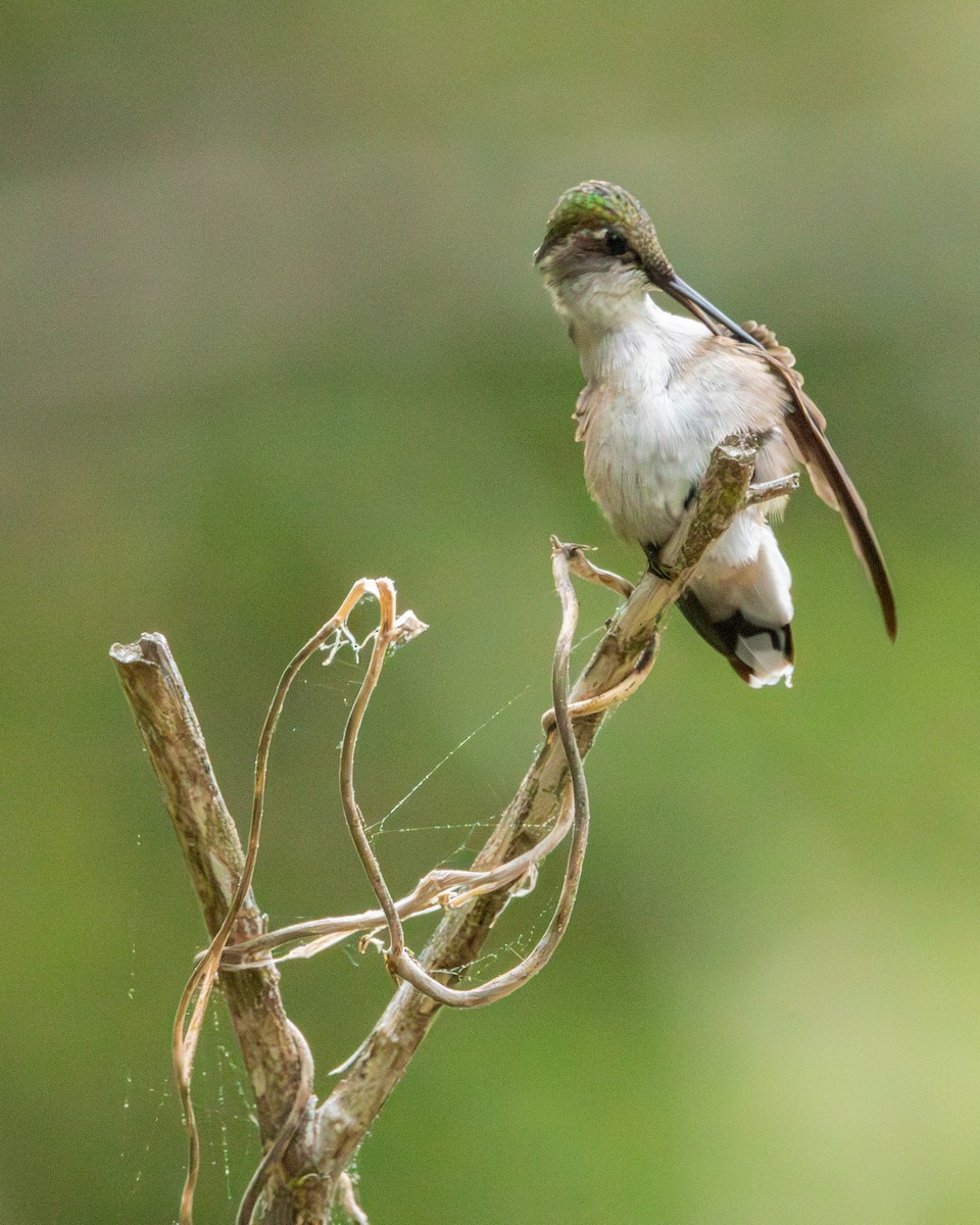 Colibrí Gorjirrubí - ML619503893