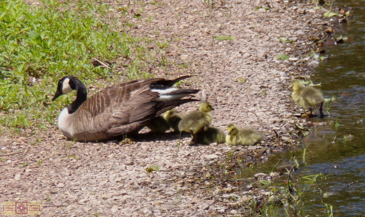 Canada Goose - Rose Marie