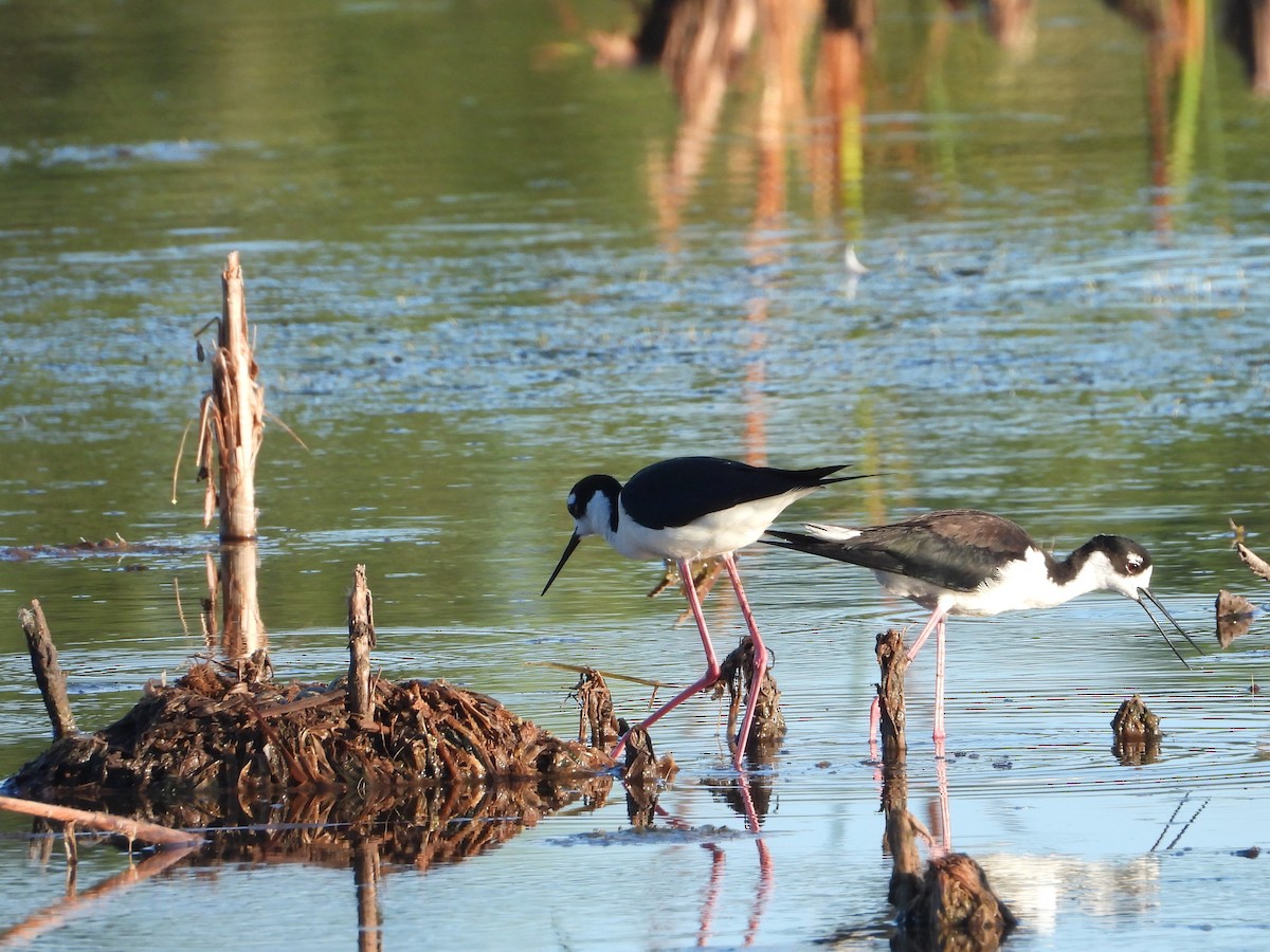 Black-necked Stilt - Vickie Amburgey