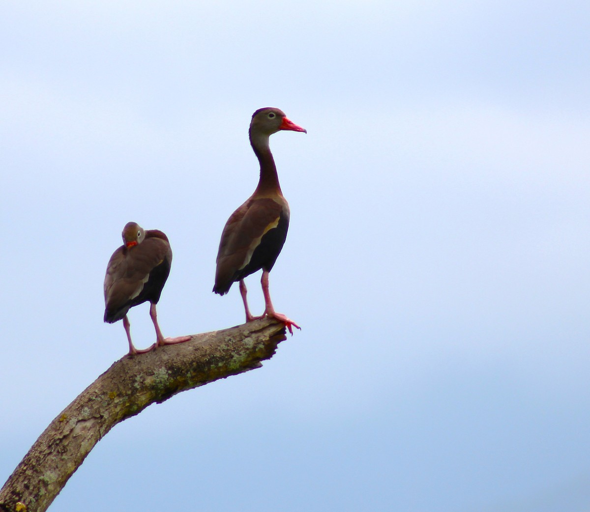 Black-bellied Whistling-Duck - T L P L