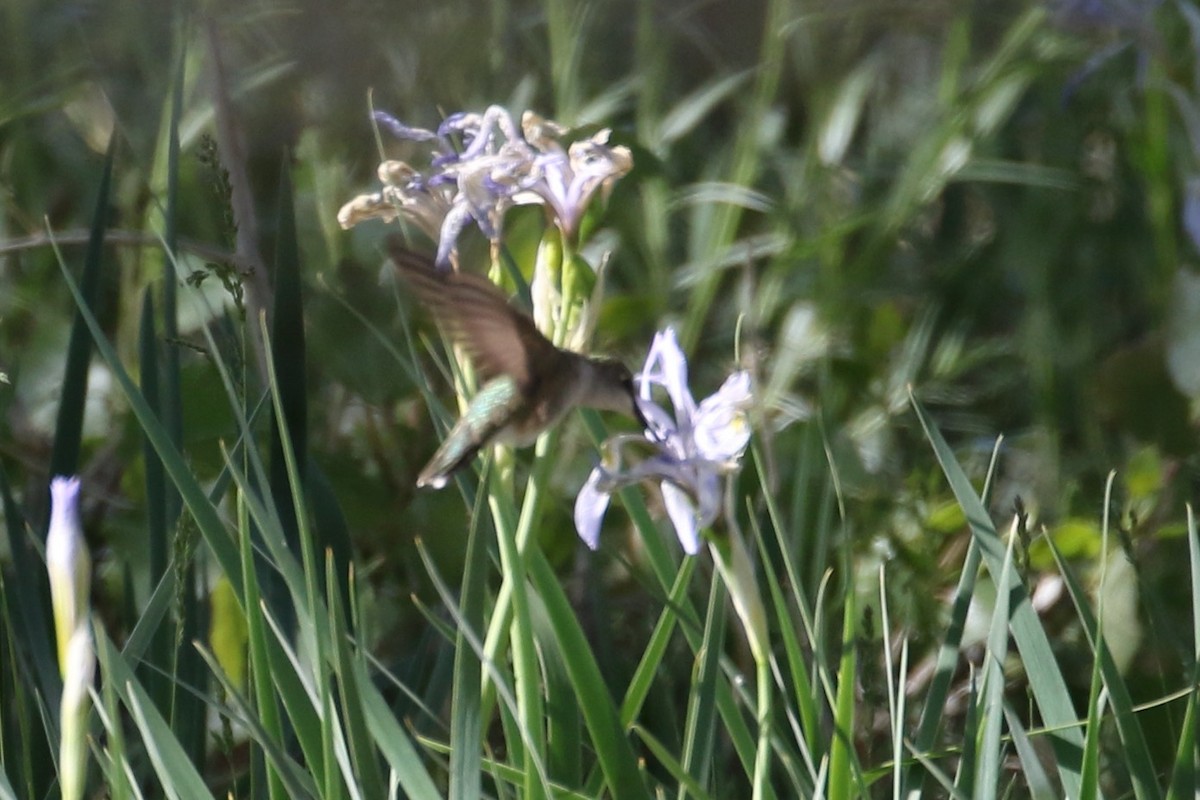 Black-chinned Hummingbird - Laurens Halsey