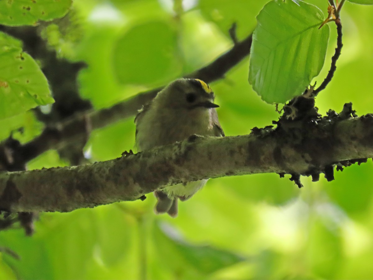 Goldcrest - ML619503909