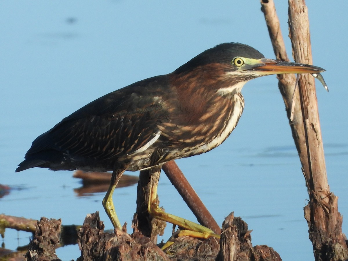 Green Heron - Vickie Amburgey