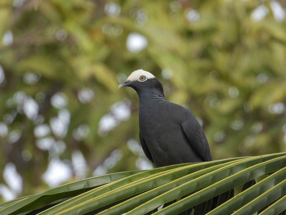 White-crowned Pigeon - Alejandra Pons