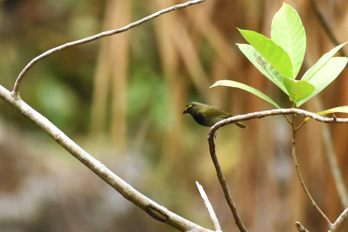 Yellow-faced Grassquit - Bruce Mast