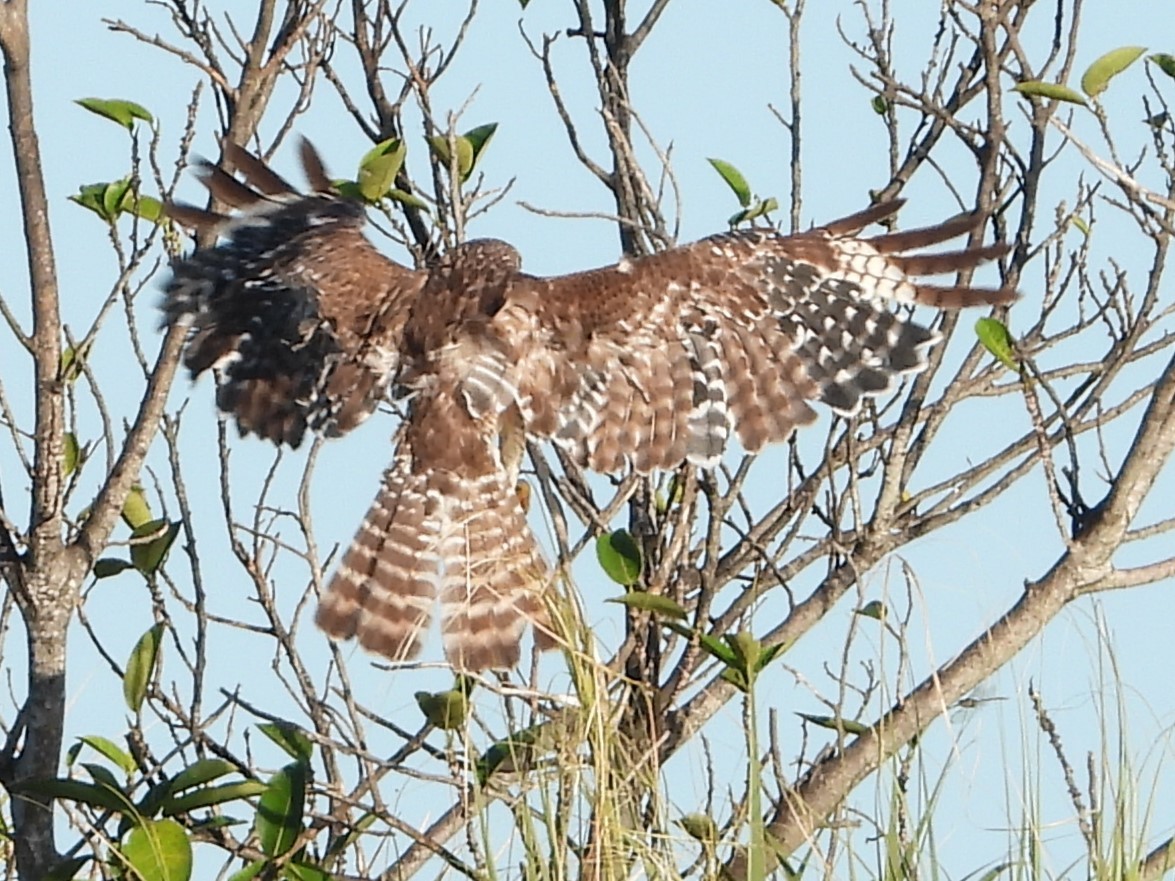 Red-shouldered Hawk - Vickie Amburgey