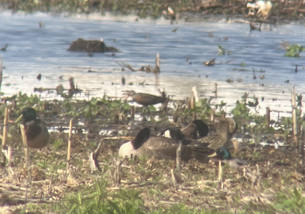 Hudsonian Godwit - Peter Mundale