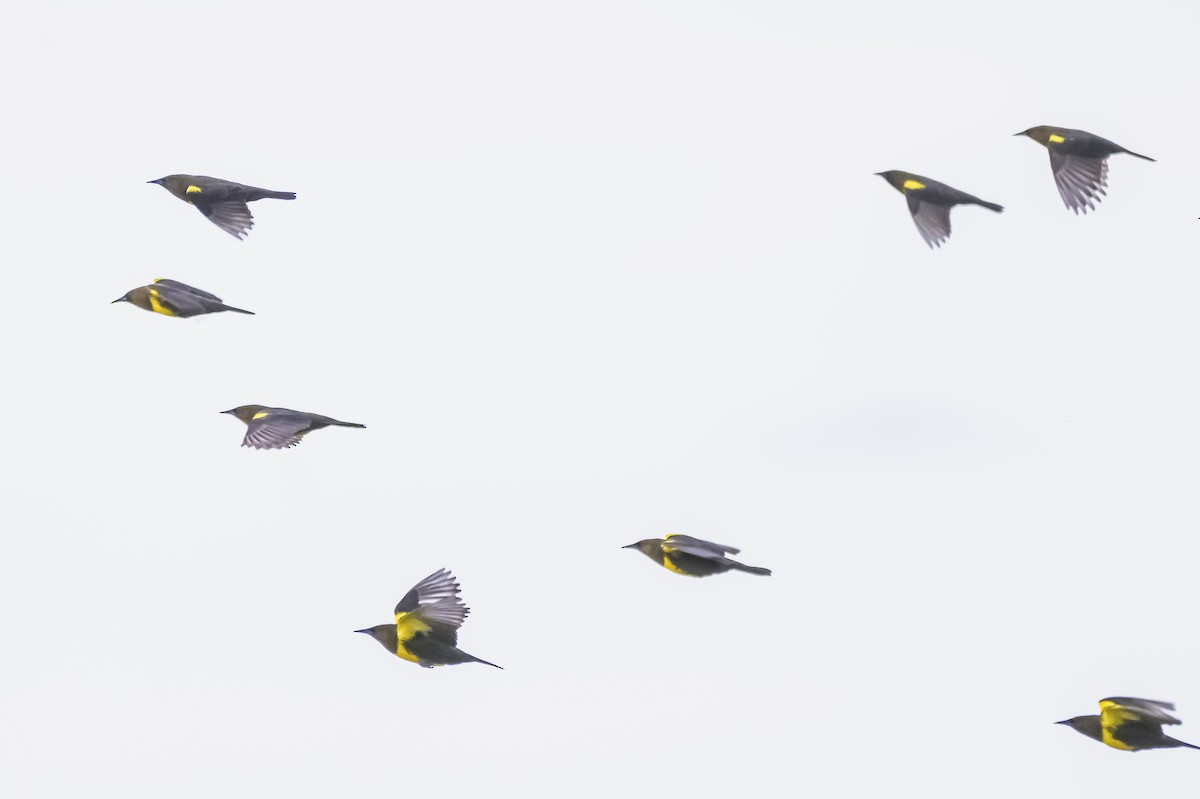 Brown-and-yellow Marshbird - Amed Hernández