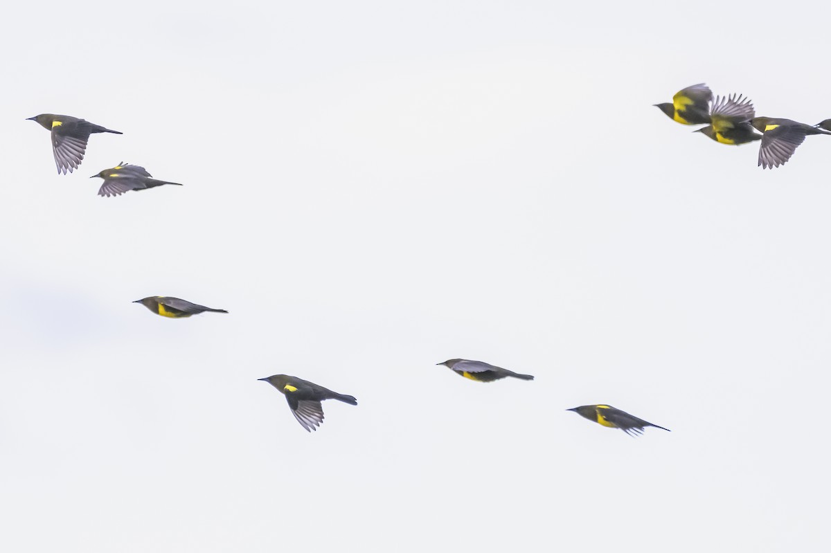 Brown-and-yellow Marshbird - Amed Hernández