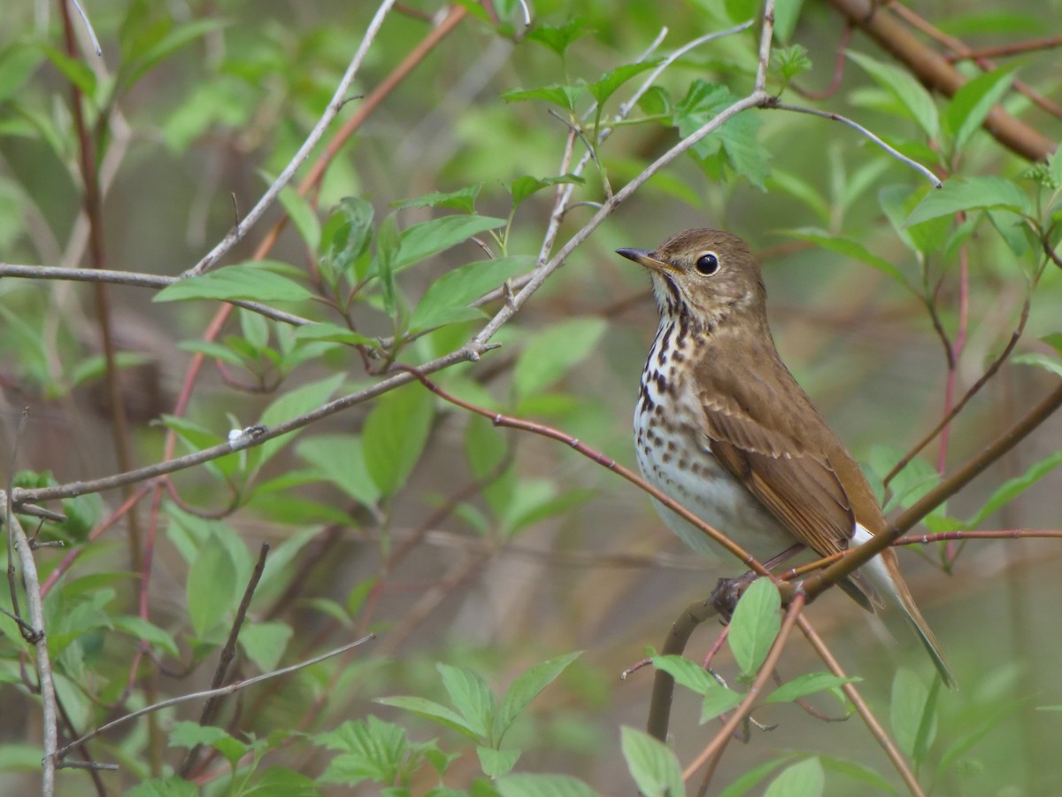 Hermit Thrush - Bob Izumi