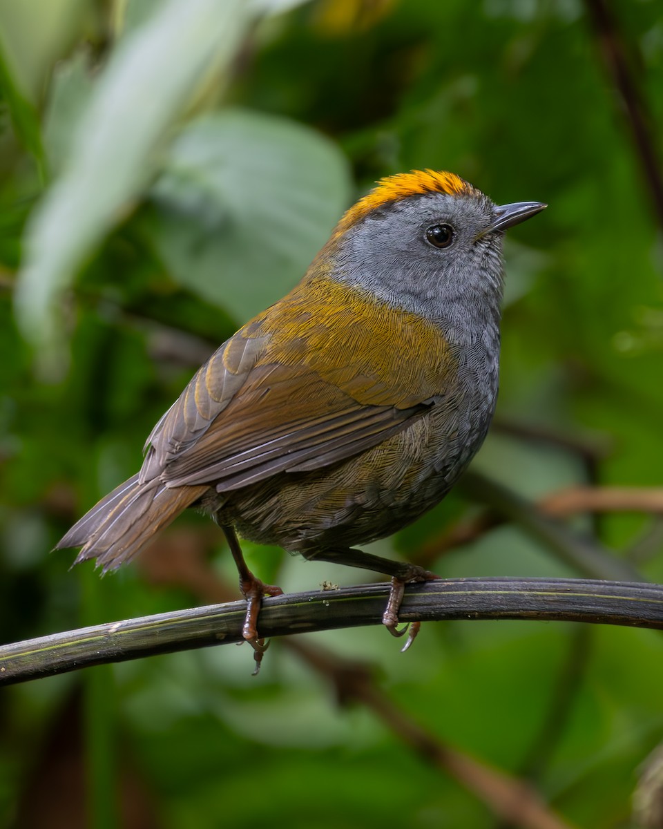 Wrenthrush - Josanel Sugasti -photographyandbirdingtourspanama