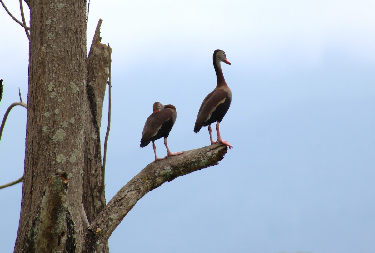 Black-bellied Whistling-Duck - T L P L