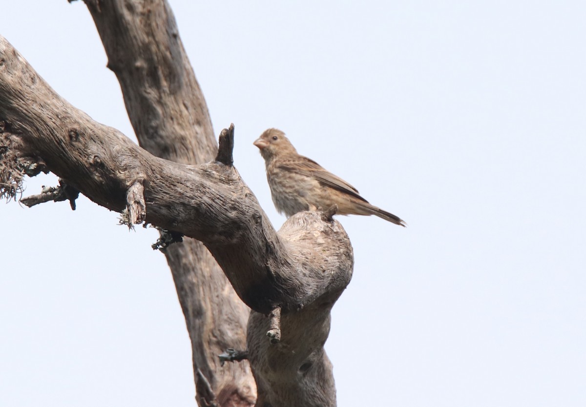 House Finch - Ruth King