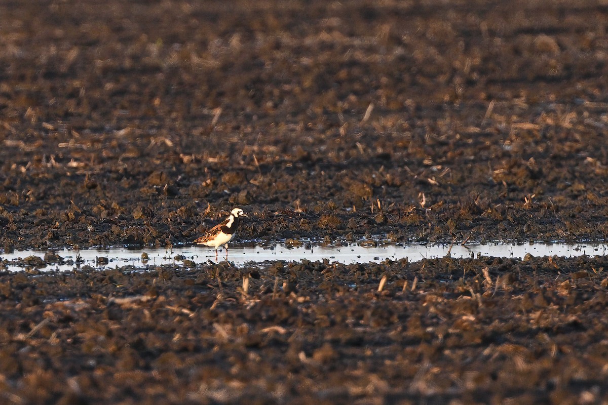 Ruddy Turnstone - Vern Wilkins 🦉