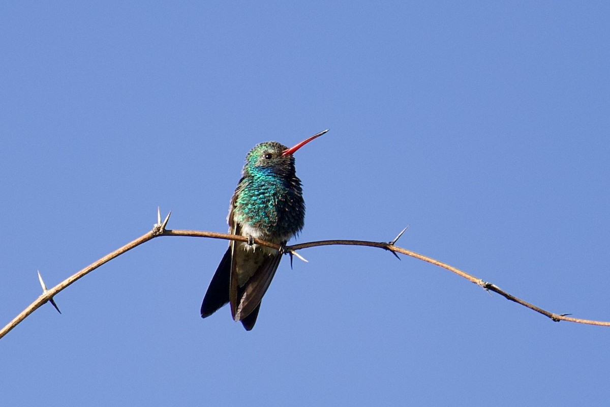 Broad-billed Hummingbird - Robert Snider