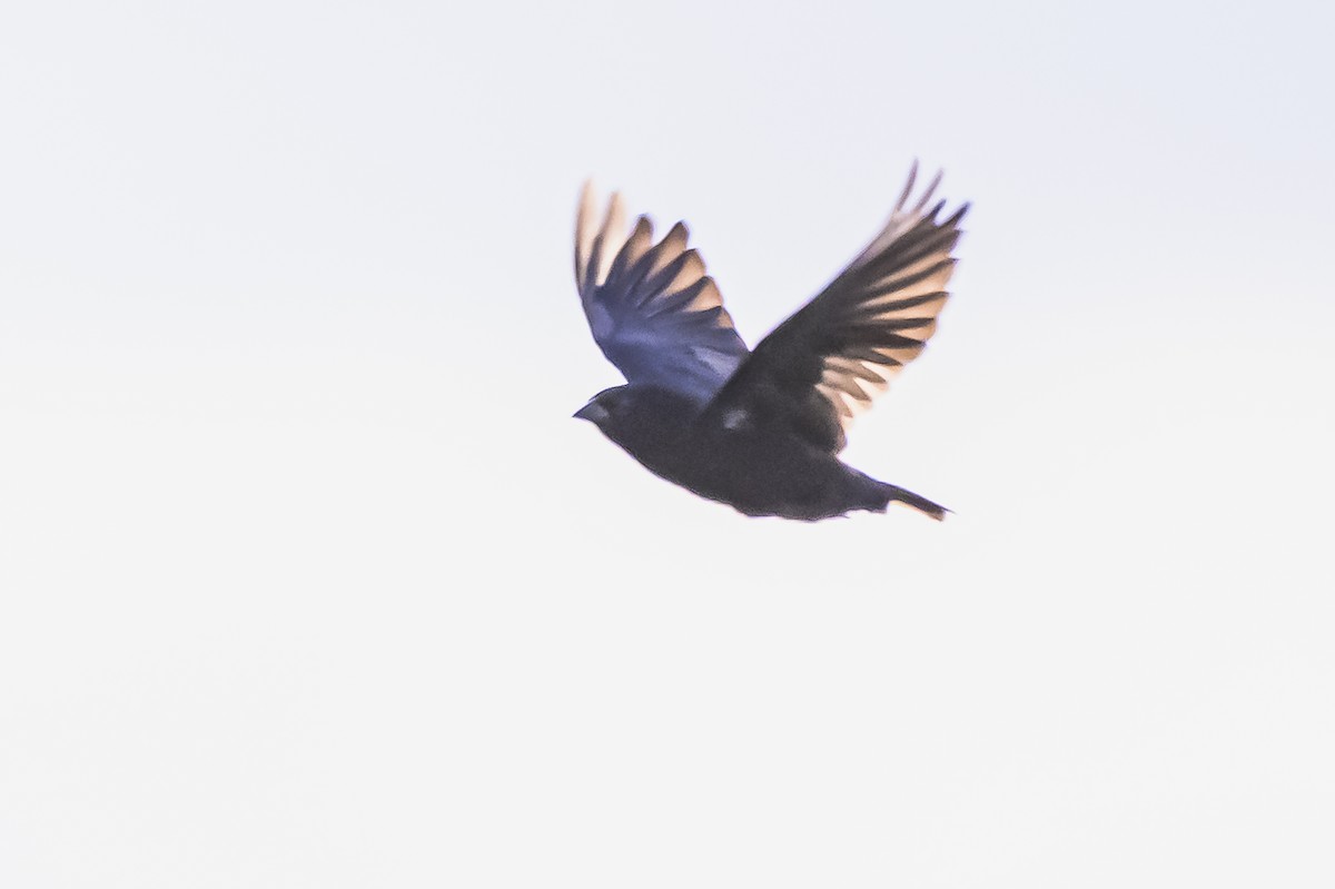 Shiny Cowbird - Amed Hernández