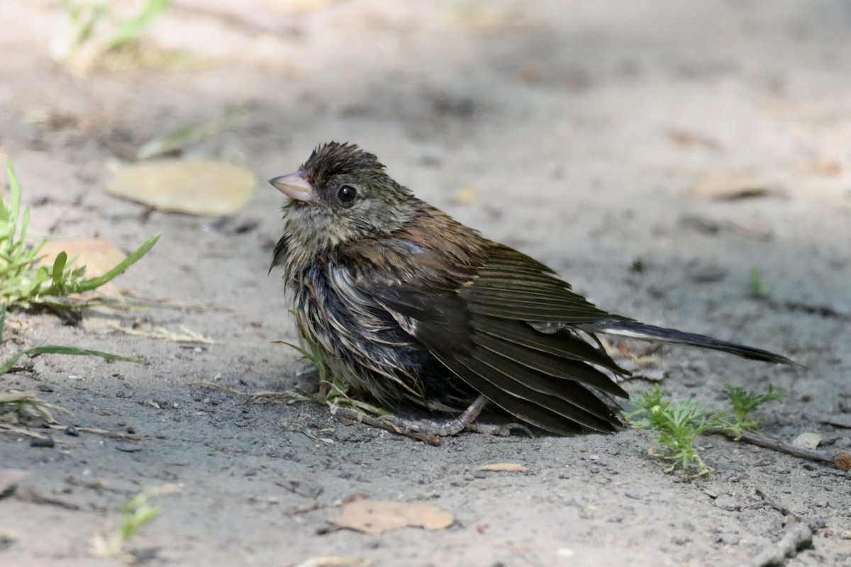 Dark-eyed Junco - Nat Smale